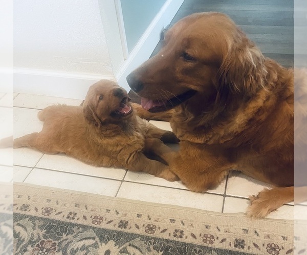 Medium Photo #34 Golden Retriever Puppy For Sale in BEDFORD, TX, USA