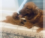 Small #33 Golden Retriever