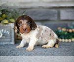 Small Photo #15 Dachshund Puppy For Sale in TOPEKA, IN, USA