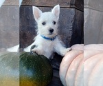Small #2 West Highland White Terrier