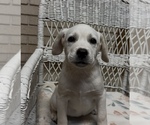 Small #7 Labrador Retriever