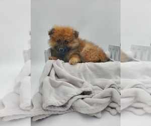 Pomeranian Puppy for sale in GOSHEN, IN, USA