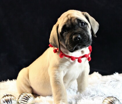 Medium Photo #4 Mastiff Puppy For Sale in SUGARCREEK, OH, USA