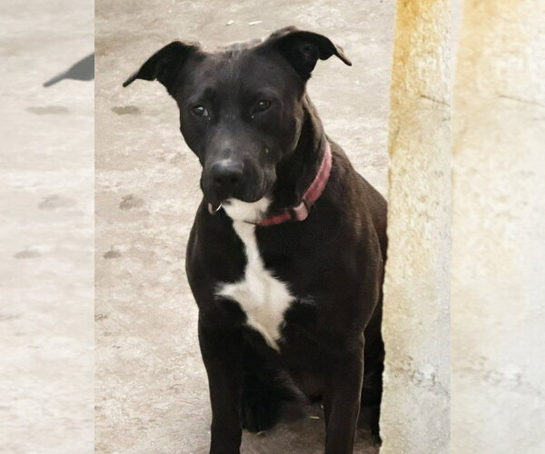 Medium Photo #3 Labrador Retriever-Unknown Mix Puppy For Sale in Lake Forest, CA, USA