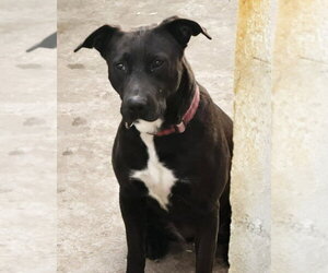 Tess (Courtesy Post) - Adopt Me! - Female Labrador Retriever-Unknown Mix Dog for Adoption - Photo #3