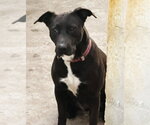 Small Photo #3 Labrador Retriever-Unknown Mix Puppy For Sale in Lake Forest, CA, USA