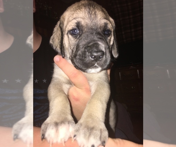 Medium Photo #1 Daniff Puppy For Sale in CHESTER GAP, VA, USA