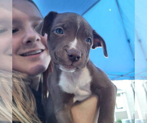 Mutt Dogs for adoption in New London, WI, USA