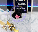 Small #10 Shih Tzu