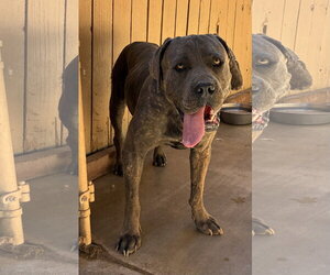 Labrador Retriever Dogs for adoption in Apple Valley, CA, USA