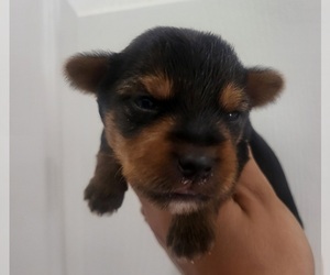 Yorkshire Terrier Puppy for sale in PLACITAS, NM, USA