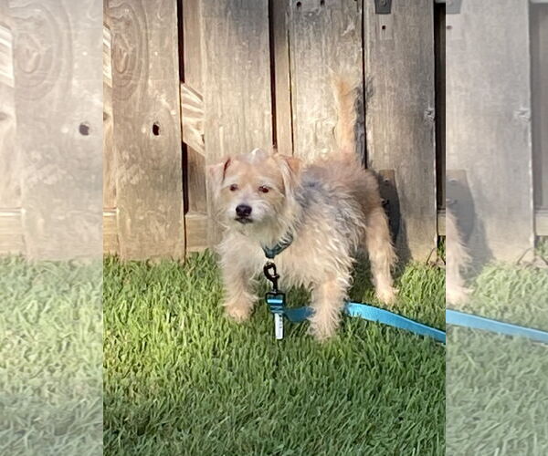 Medium Photo #2 Mutt Puppy For Sale in Hillsboro, MO, USA