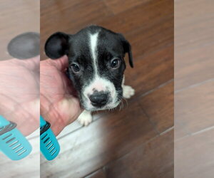 American Staffordshire Terrier-Unknown Mix Dogs for adoption in Holly Springs, NC, USA