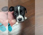 Small American Staffordshire Terrier Mix
