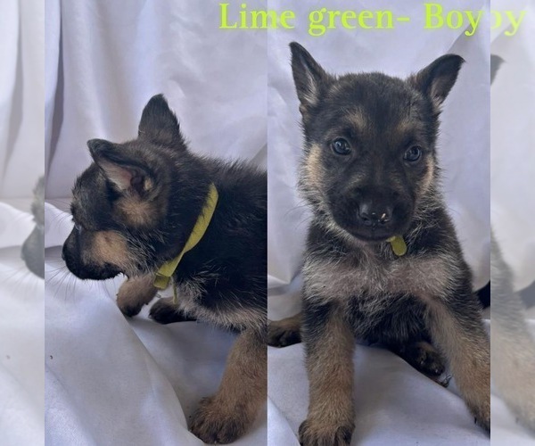 Medium Photo #4 German Shepherd Dog Puppy For Sale in KINGWOOD, TX, USA