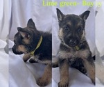 Small Photo #4 German Shepherd Dog Puppy For Sale in KINGWOOD, TX, USA
