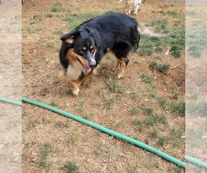 Father of the Australian Shepherd puppies born on 06/07/2025