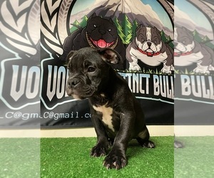 American Bully-Bulldog Mix Puppy for sale in EAST STROUDSBURG, PA, USA