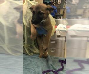 German Shepherd Dog Dogs for adoption in Riverside, CA, USA