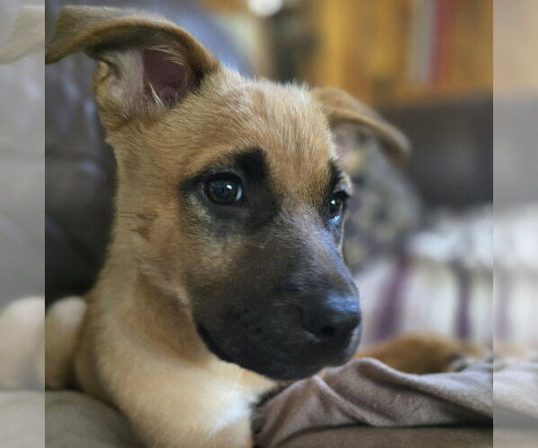 Medium Photo #3 German Shepherd Dog-Unknown Mix Puppy For Sale in Minneapolis, MN, USA