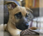 Small #2 German Shepherd Dog Mix