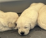 Small #3 English Cream Golden Retriever