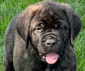 Mastiff Litter for sale in CENTEREACH, NY, USA