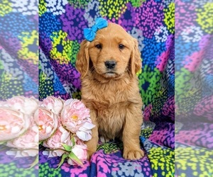 Golden Retriever Puppy for sale in OXFORD, PA, USA