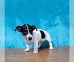Small Photo #5 Jack Russell Terrier Puppy For Sale in SHAWNEE, OK, USA