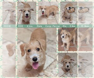 Pembroke Welsh Corgi-Unknown Mix Dogs for adoption in Mesa, AZ, USA