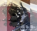 Small #2 F2 Aussiedoodle