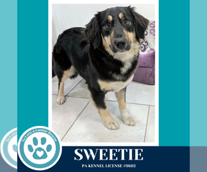 English Shepherd-Unknown Mix Dogs for adoption in Kimberton, PA, USA