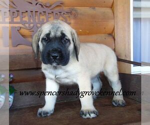 Mastiff Puppy for sale in CABOOL, MO, USA