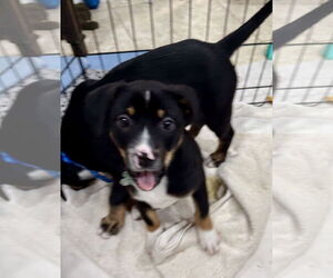 Mutt Dogs for adoption in Royal Palm Beach, FL, USA