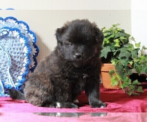 Border Collie-Pomeranian Mix Puppy for sale in FREDERICKSBURG, OH, USA