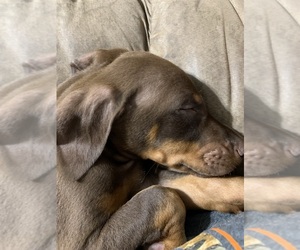 Doberman Pinscher Puppy for sale in GOLD HILL, NC, USA