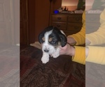 Small Photo #4 Beagle Puppy For Sale in GREENFIELD, WI, USA