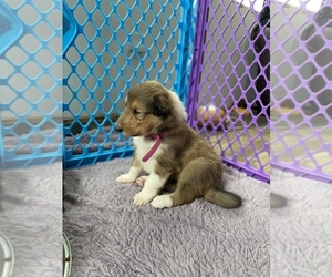 Collie Puppy for sale in MANTON, MI, USA
