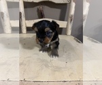 Small Photo #8 Yorkshire Terrier Puppy For Sale in JOHNSTON CITY, IL, USA