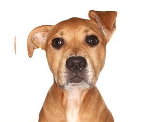 American Staffordshire Terrier-Labrador Retriever Mix Dogs for adoption in Oakland Park, FL, USA