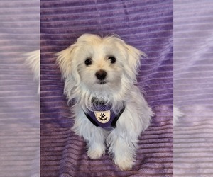 Maltese Puppy for sale in BEAR RIVER, WY, USA
