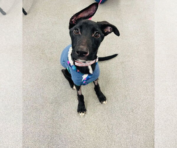 Medium Photo #4 Border Collie-Unknown Mix Puppy For Sale in Princeton, MN, USA