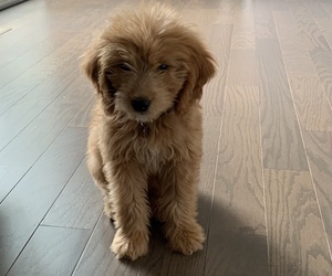 Goldendoodle Puppy for sale in COLUMBIA, MD, USA