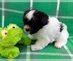 Small #2 Havanese