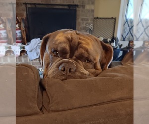 Father of the Olde English Bulldogge puppies born on 04/07/2025