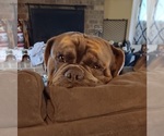 Small Photo #1 Olde English Bulldogge Puppy For Sale in WINGATE, NC, USA