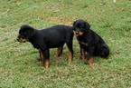 Small Photo #8 Rottweiler Puppy For Sale in WESLEY, AR, USA