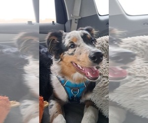 Father of the Australian Shepherd puppies born on 06/24/2026