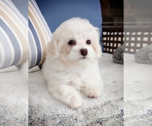 Maltipoo Puppy for sale in KINGSBURG, CA, USA