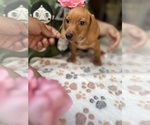 Small Photo #12 Dachshund Puppy For Sale in PERRIS, CA, USA